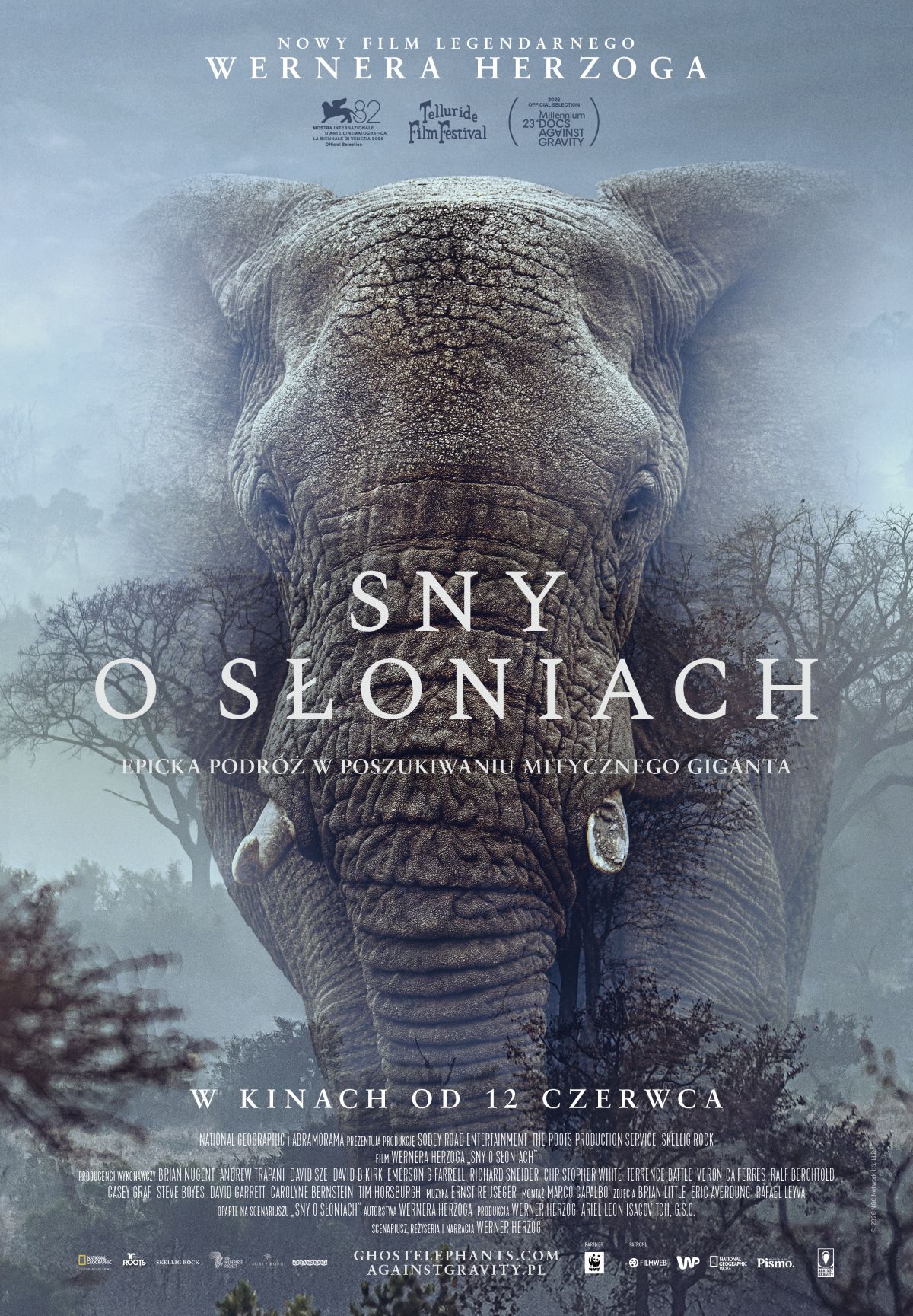 głowa słonia we mgle